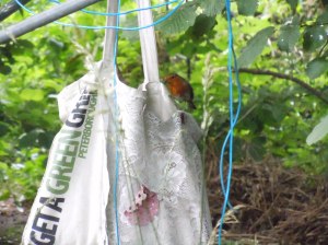 robin nesting in peg bag