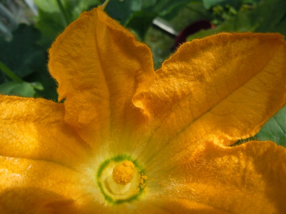 A2Z Yellow courgette flowers